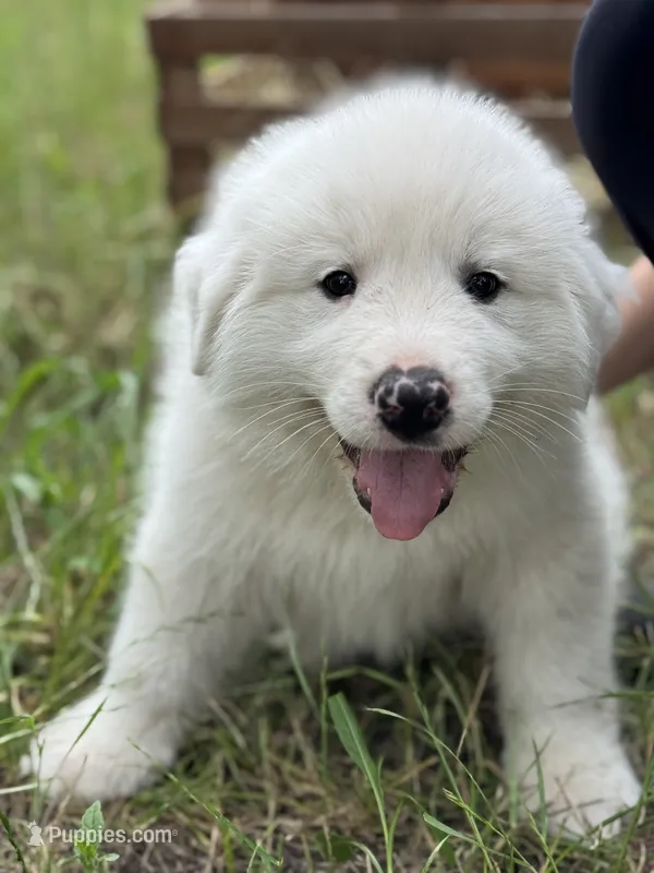 Kilo – Great Pyrenees puppy for sale in Waxahachie, TX