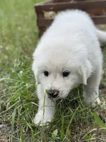 Bravo, a male Great Pyrenees for sale in Waxahachie, TX – 6 of 10