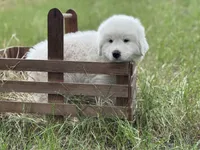Echo, a male Great Pyrenees for sale in Waxahachie, TX – 5 of 9