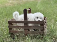 Bravo, a male Great Pyrenees for sale in Waxahachie, TX – 9 of 10
