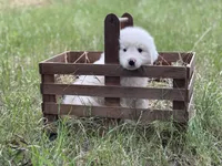 Charlie, a male Great Pyrenees for sale in Waxahachie, TX – 4 of 9