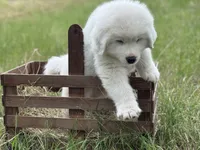 Echo, a male Great Pyrenees for sale in Waxahachie, TX – 3 of 9