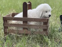 Echo, a male Great Pyrenees for sale in Waxahachie, TX – 8 of 9