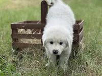 Bravo, a male Great Pyrenees for sale in Waxahachie, TX – 5 of 10