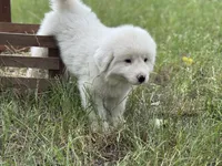 Mike, a male Great Pyrenees for sale in Waxahachie, TX – 8 of 9