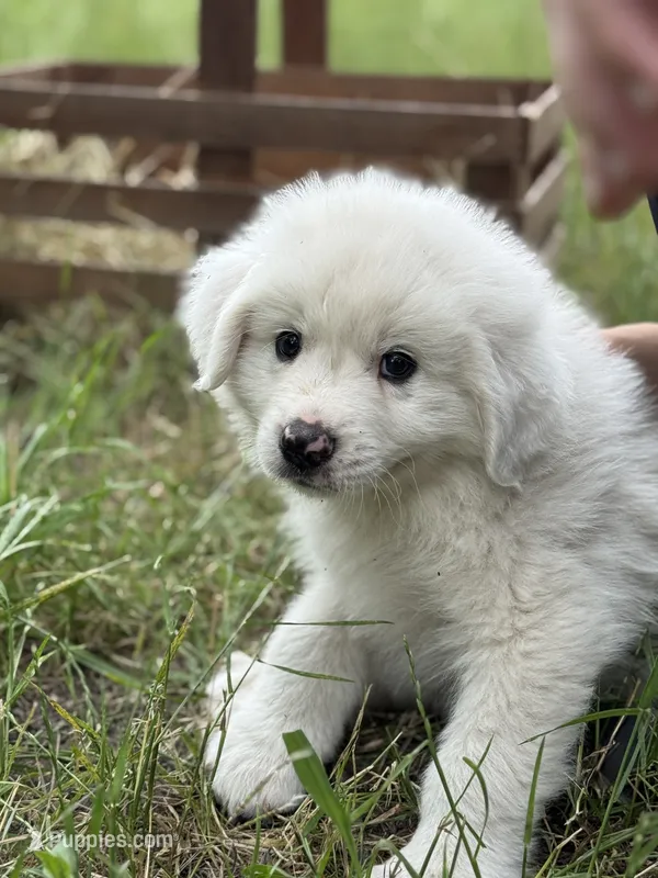 Bravo – Great Pyrenees puppy for sale in Waxahachie, TX