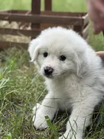 Bravo, a male Great Pyrenees for sale in Waxahachie, TX – 1 of 10