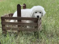 Kilo, a male Great Pyrenees for sale in Waxahachie, TX – 2 of 10