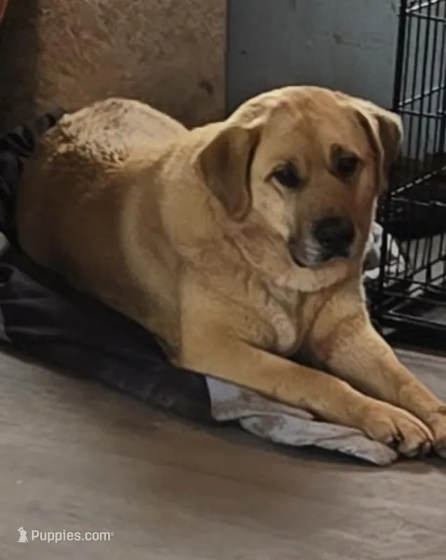 Annie  – Anatolian Shepherd Dog, Great Pyrenees puppy for sale in Salem, IL