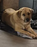 Annie , a female Anatolian Shepherd Dog and Great Pyrenees for sale in Salem, IL – Photo 1 of 3