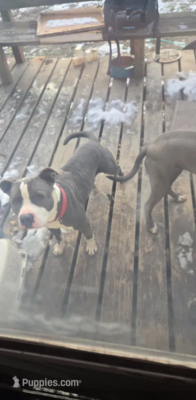 Buddy – American Pit Bull Terrier puppy for sale in Salem, IL