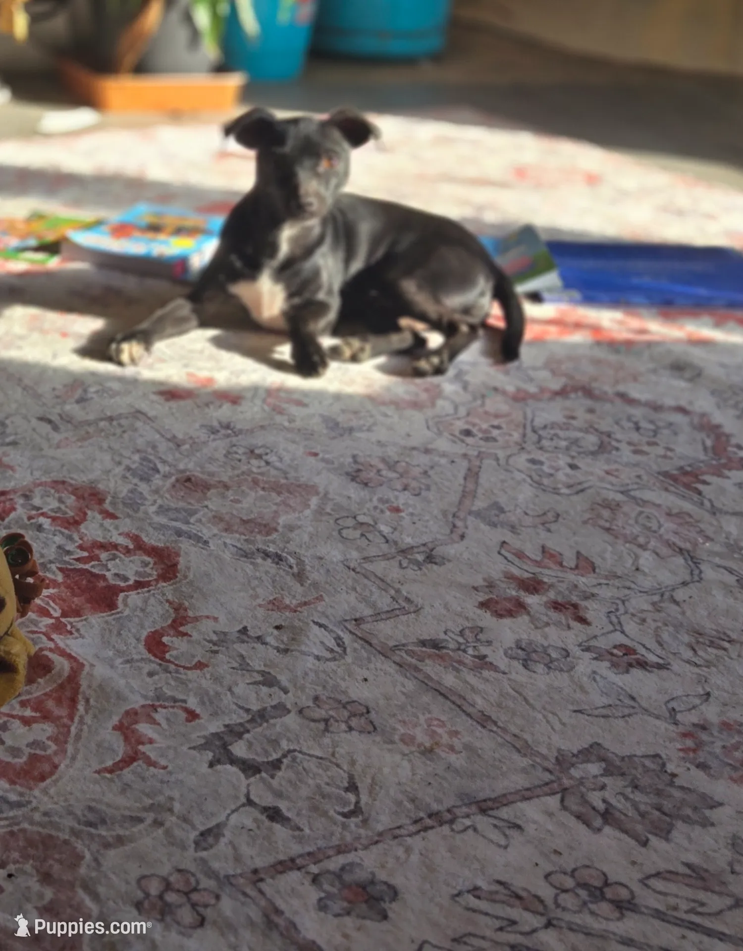 Bobby, a male Dachshund and Chihuahua for sale in Salem, IL – Photo 3 of 4