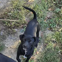 Bobby, a male Dachshund and Chihuahua for sale in Salem, IL – Photo 2 of 4