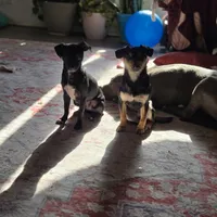 Bobby, a male Dachshund and Chihuahua for sale in Salem, IL – Photo 4 of 4