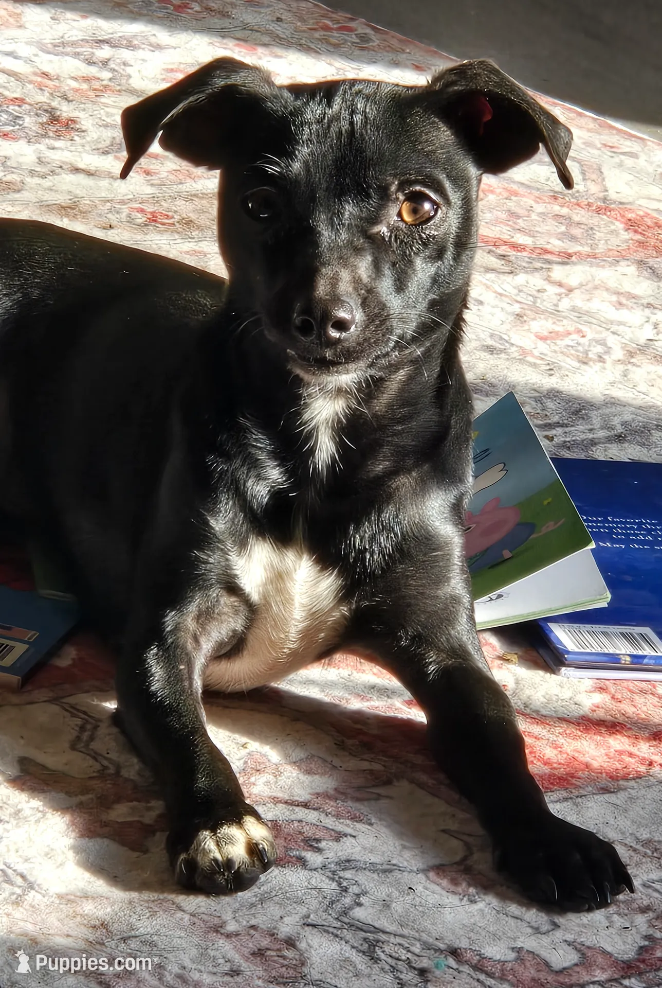 Bobby – Dachshund, Chihuahua puppy for sale in Salem, IL