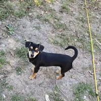 Dan, a male Dachshund and Chihuahua for sale in Salem, IL – Photo 2 of 3