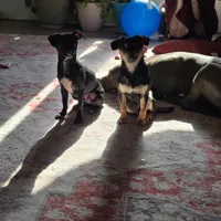 Dan, a male Dachshund and Chihuahua for sale in Salem, IL – Photo 3 of 3