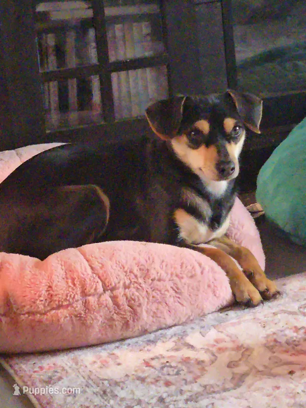 Dan – Dachshund, Chihuahua puppy for sale in Salem, IL