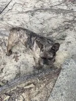 Lucy, a female French Bulldog for sale in Newport News City, VA – 4 of 4
