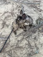 Lucy, a female French Bulldog for sale in Newport News City, VA – 3 of 4