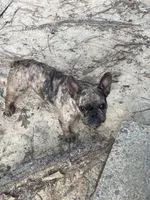 Lucy, a female French Bulldog for sale in Newport News City, VA – 2 of 4