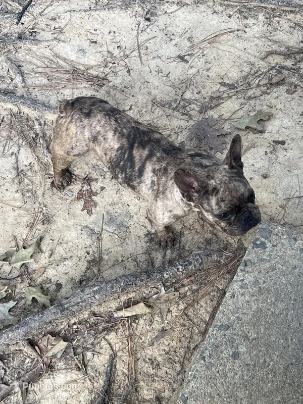 Lucy – French Bulldog puppy for sale in Newport News City, VA