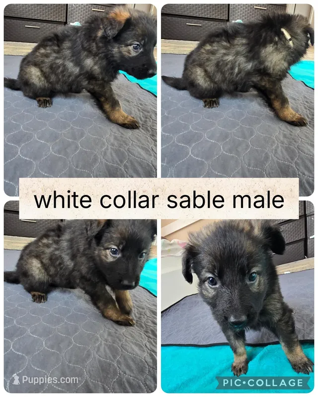 White collar sable