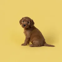 Lucy, a male Cavapoo and Poodle - Miniature  for sale in Marshall, AR – 2 of 4