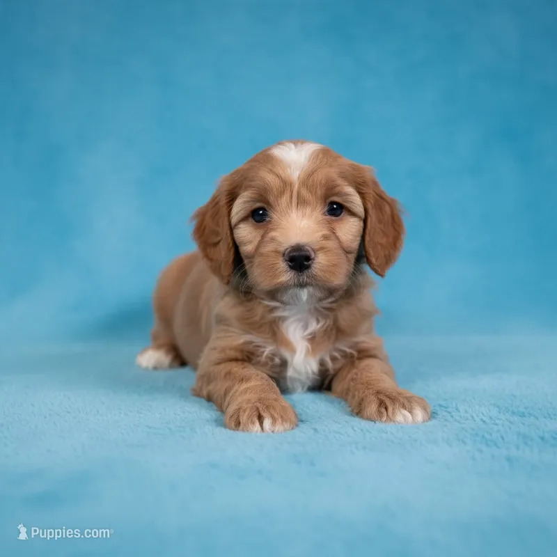 Butch – Cavapoo, Poodle - Miniature  puppy for sale in Marshall, AR