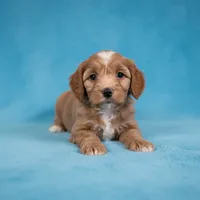 Butch, a male Cavapoo and Poodle - Miniature  for sale in Marshall, AR – 1 of 3