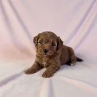 Nova , a female Cavapoo and Poodle - Miniature  for sale in Marshall, AR – 1 of 4