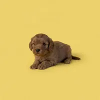 Lucy, a male Cavapoo and Poodle - Miniature  for sale in Marshall, AR – 4 of 4