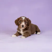 Julie , a male Cavapoo and Poodle - Miniature  for sale in Marshall, AR – 4 of 4