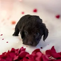 Stella, a female Doxiepoo and Miniature Dachshund for sale in Marshall, AR – Photo 3 of 3