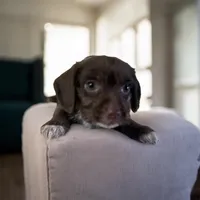 Stella, a female Doxiepoo and Miniature Dachshund for sale in Marshall, AR – Photo 2 of 3