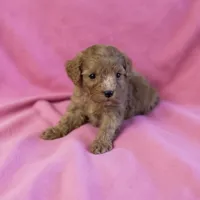 Dolly, a female Cavapoo for sale in Marshall, AR – 4 of 4