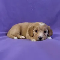 Lilly, a female Cavapoo and Poodle - Miniature  for sale in Marshall, AR – 3 of 4