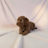 Nova , a female Cavapoo and Poodle - Miniature  for sale in Marshall, AR – 2 of 4
