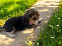 Darla, a female Beagle for sale in Marshall, AR – Photo 2 of 3