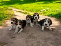 Darla, a female Beagle for sale in Marshall, AR – Photo 3 of 3