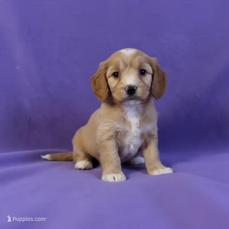 Lilly – Cavapoo, Poodle - Miniature  puppy for sale in Marshall, AR