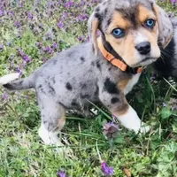 Zane, a male Beagle for sale in Marshall, AR – Photo 1 of 3