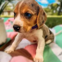 Zane, a male Beagle for sale in Marshall, AR – Photo 2 of 3