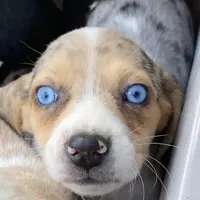 Zane, a male Beagle for sale in Marshall, AR – Photo 3 of 3