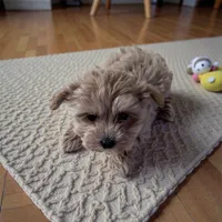 Molly, a female Maltipoo and Poodle - Miniature  for sale in Marshall, AR – Photo 2 of 3