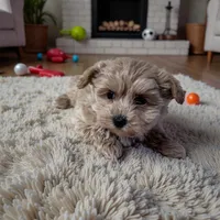 Molly, a female Maltipoo and Poodle - Miniature  for sale in Marshall, AR – Photo 1 of 3