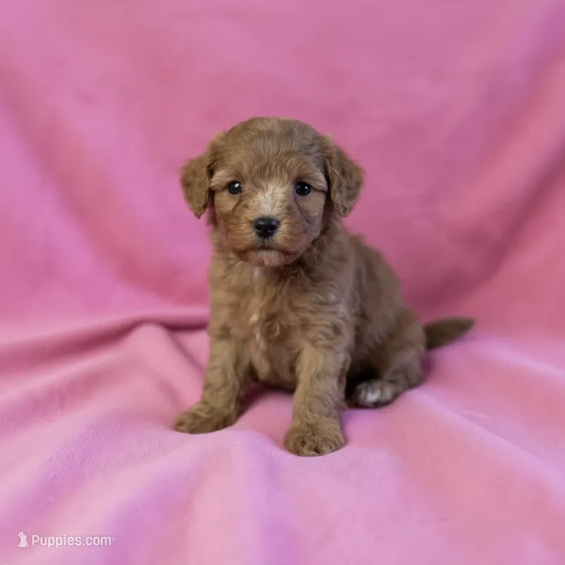 Dolly – Cavapoo puppy for sale in Marshall, AR