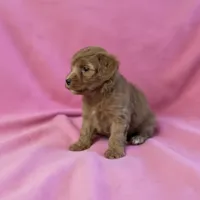 Dolly, a female Cavapoo for sale in Marshall, AR – 2 of 4