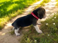 Gus, a male Beagle for sale in Marshall, AR – Photo 2 of 3