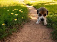 Gus, a male Beagle for sale in Marshall, AR – Photo 1 of 3